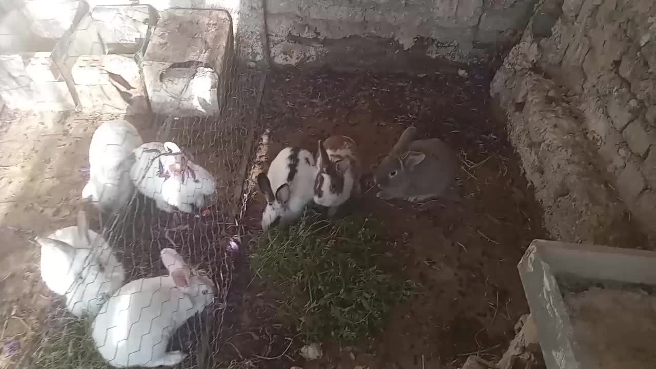 انواع مدل خرگوش|موش و خرگوش|خواف, |دیوار