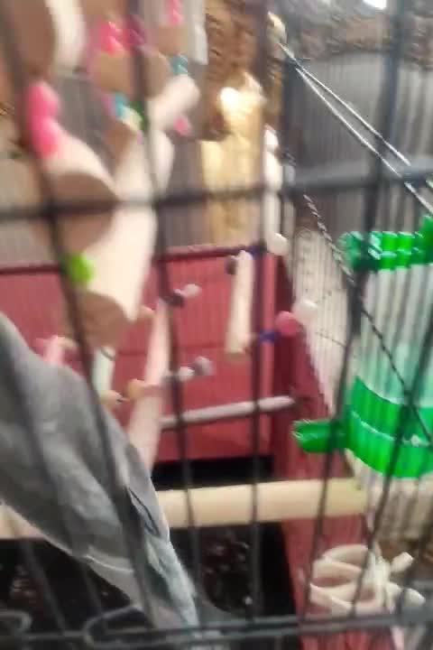 عروس هلندی|پرنده|مریوان, |دیوار