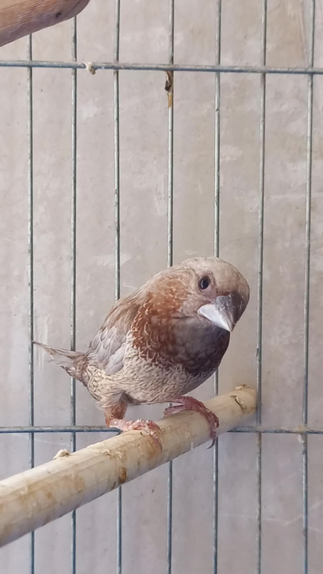 فنچ بنگالی پرل شکلاتی مست|پرنده|هشتگرد, هشتگرد قدیم|دیوار