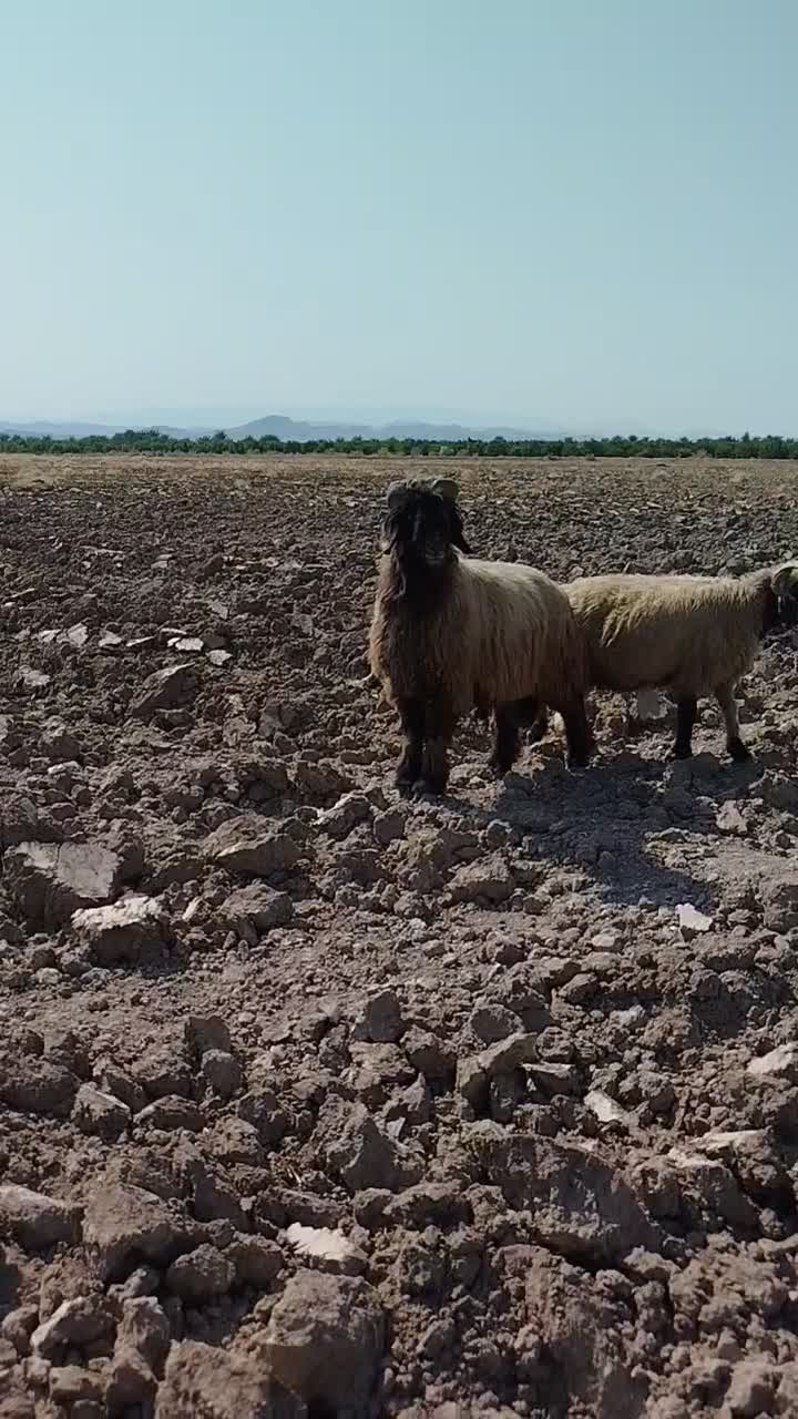 قوچ میش بز پازن کهره بره|حیوانات مزرعه|قیروکارزین, |دیوار