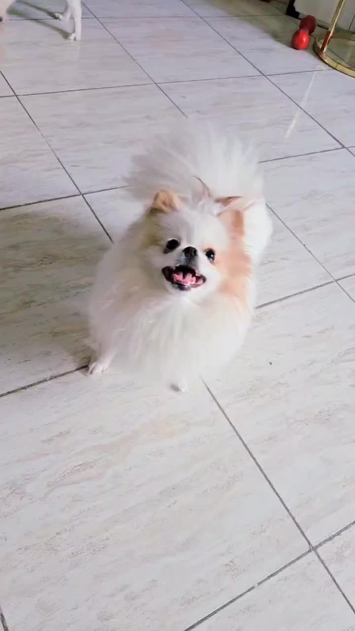 پامر خرسی نر پامرانین عروسکی|سگ|تهران, توحید|دیوار