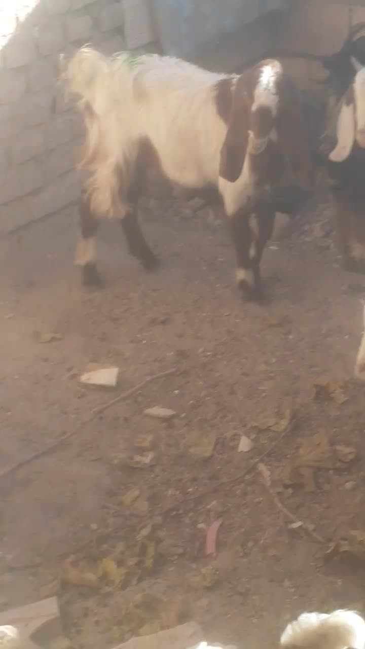 بزغاله چهارده عدد چهار عدد نر ده عدد ماده سالم|حیوانات مزرعه|سبزوار, اسلام آباد|دیوار