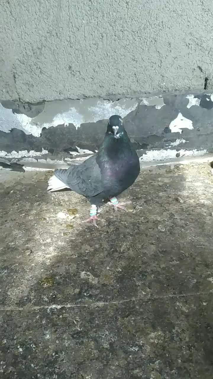 دمسفید|پرنده|همدان, |دیوار