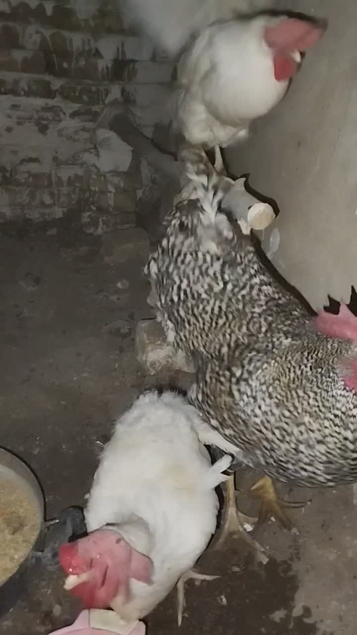 خروس نژاد پیلیموت راک محلی|حیوانات مزرعه|هشتگرد, خور|دیوار