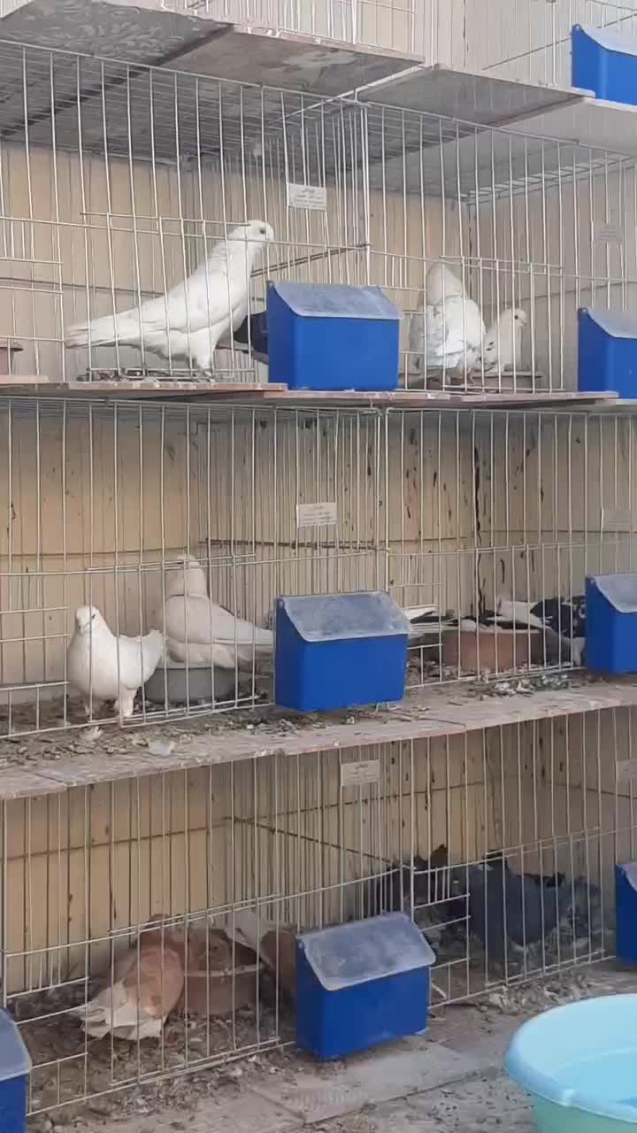 کفتر پرشی|پرنده|رباط‌کریم, نوده|دیوار