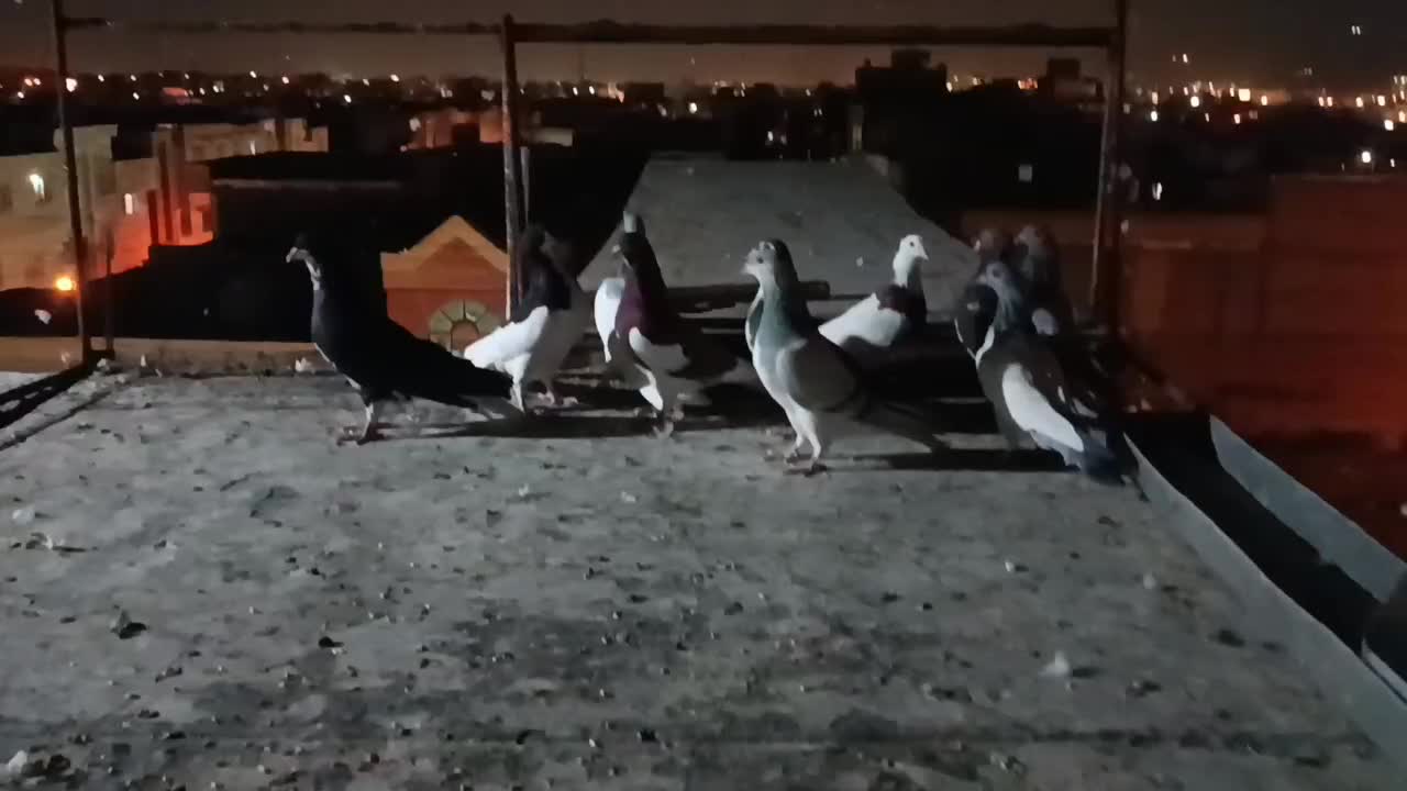 10 تا بهبونی و شهری بی نظیر|پرنده|شیراز, شریف‌آباد|دیوار