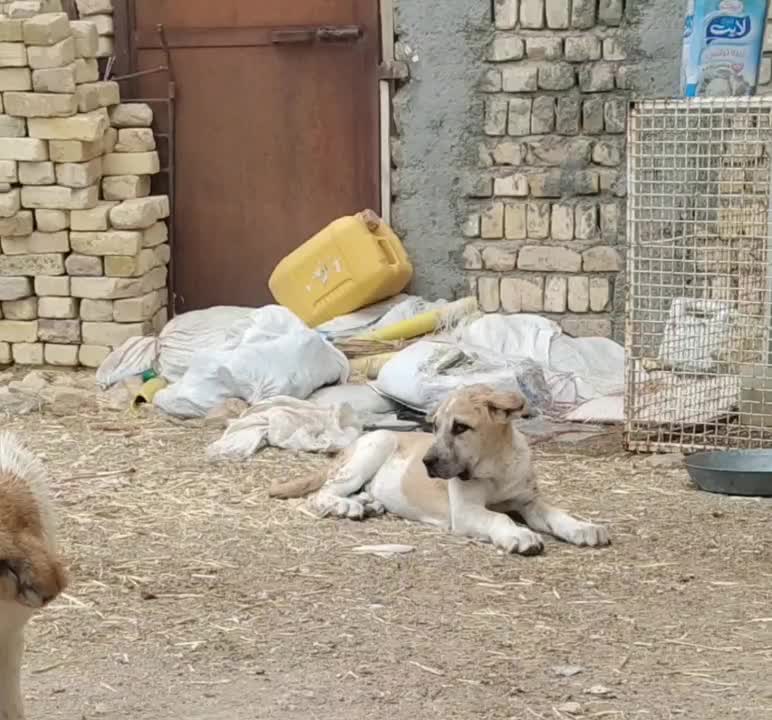 توله سگ 7ماهه نر|سگ|تربتحیدریه, کلاته توکلی|دیوار