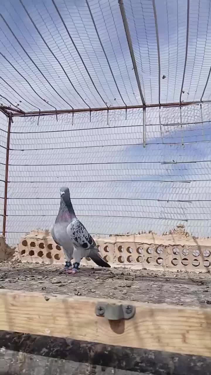 سه عدد کبوتر نر سالم|پرنده|تربت جام, رضاآباد|دیوار