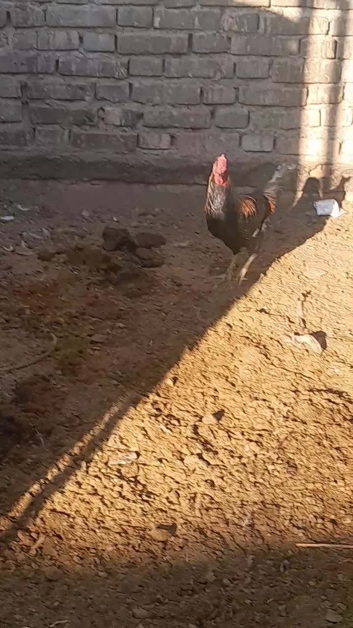 خروس چهل تاج|حیوانات مزرعه|خمین, |دیوار