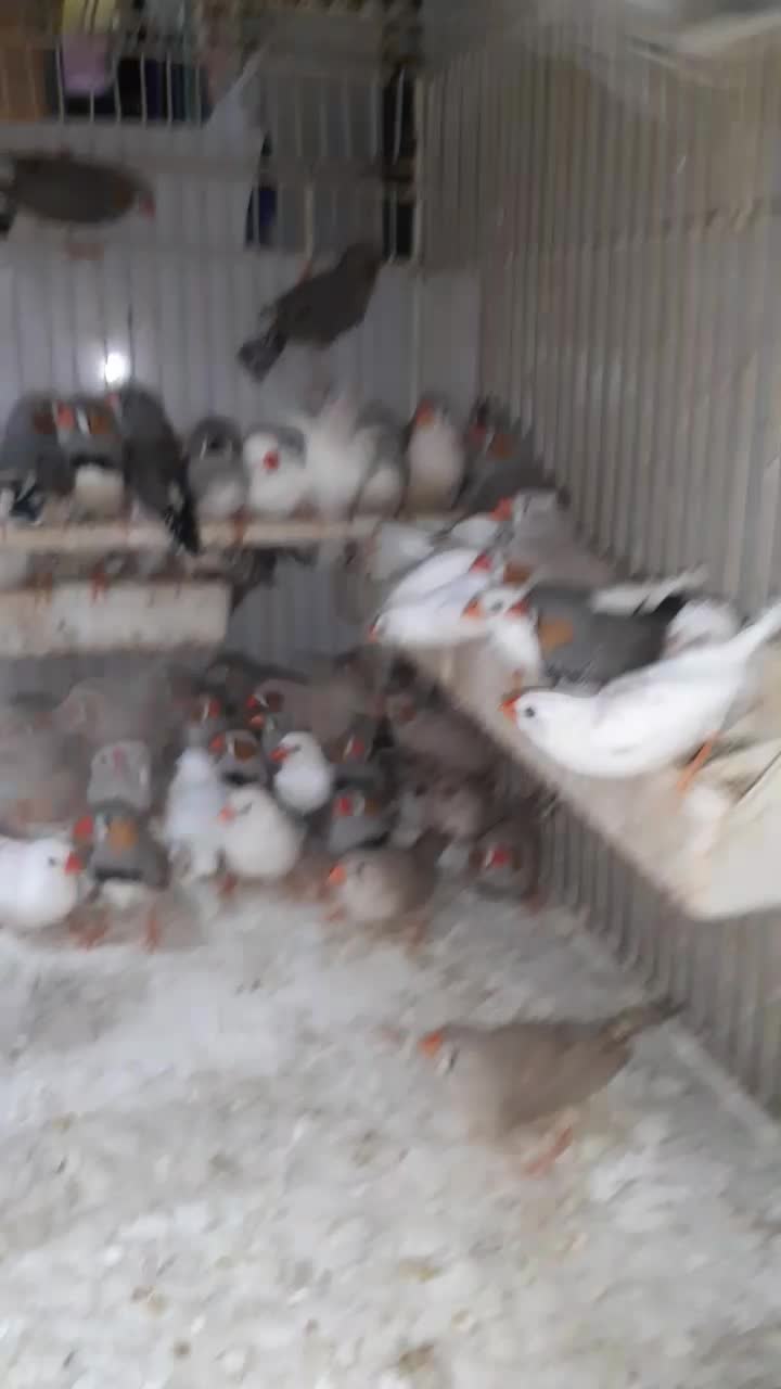 فنج جفت|پرنده|رشت, جهاد|دیوار