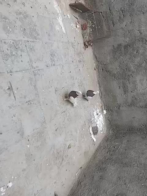 کبوتر|پرنده|کاشمر, |دیوار