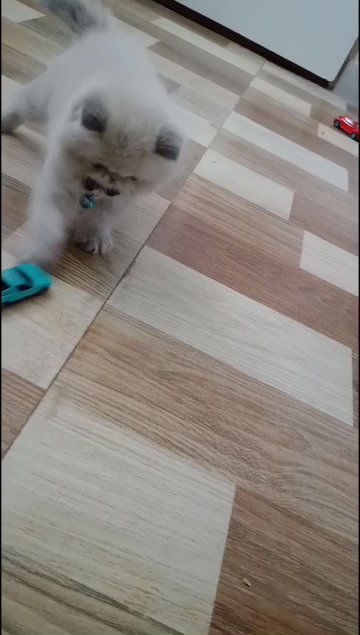 گربه پرشین نر|گربه|رشت, سعدی (تختی)|دیوار