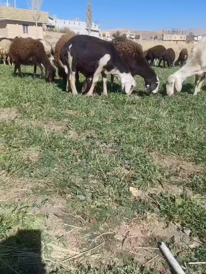 گوسفند.قوچ|حیوانات مزرعه|سیلاخور, |دیوار