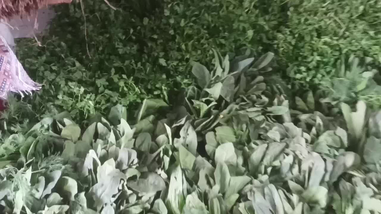 سبزی فروشی اردبیل|حراج|تالش, هشتپر|دیوار