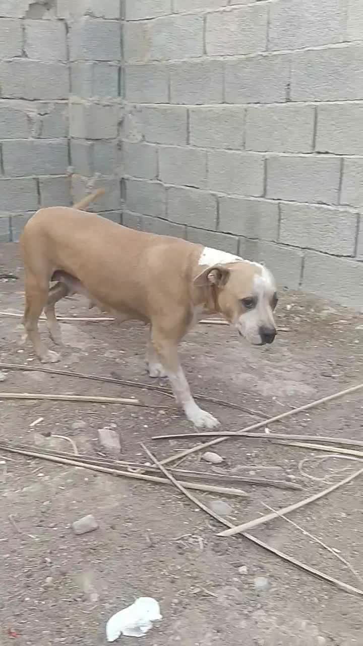 واگذاری پیتبول ماده شکم پر|سگ|برازجان, |دیوار