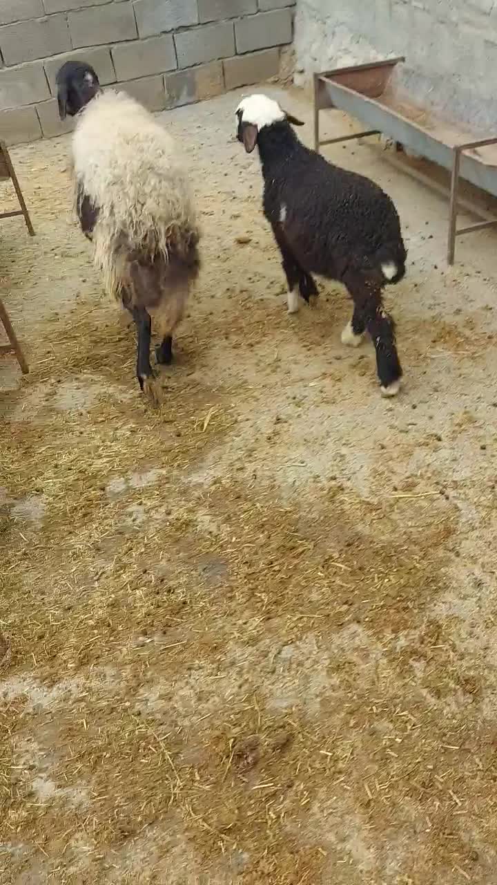 میش بره افشاری|حیوانات مزرعه|کرمانشاه, |دیوار