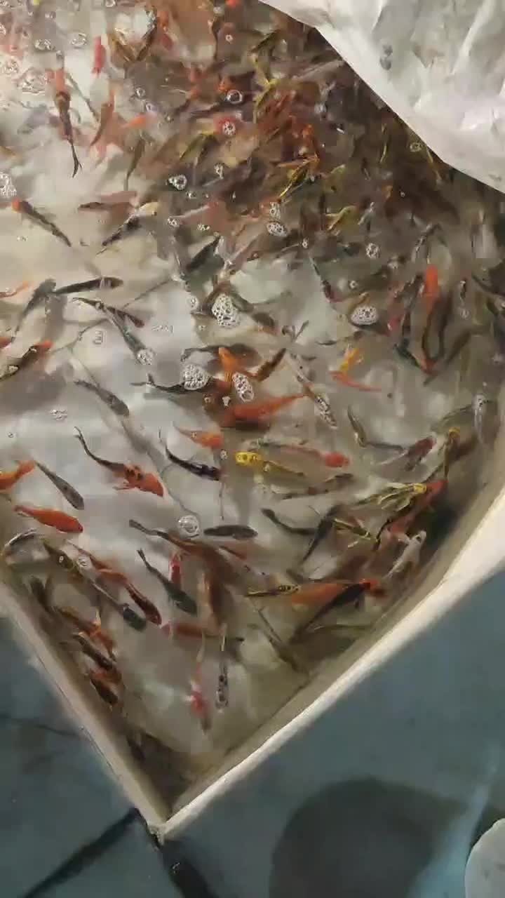 ماهی کوی|ماهی|یزد, |دیوار