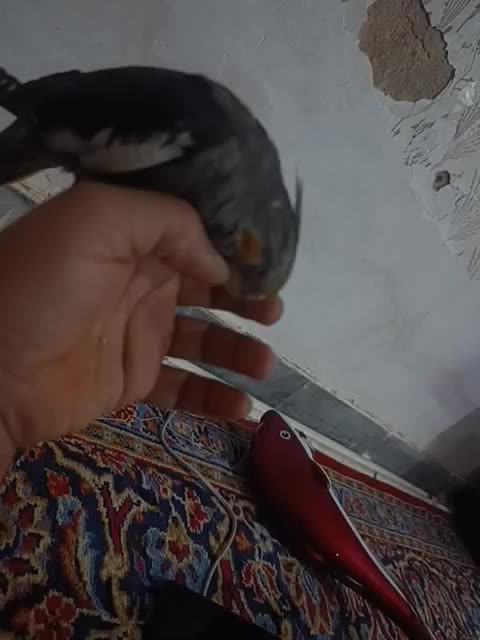 جوجه عروس|پرنده|اشتهارد, |دیوار