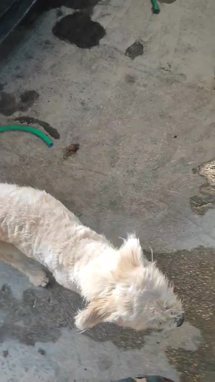 سگ پشمالو ماده شیتزو 1میلون|سگ|بندرعباس, |دیوار