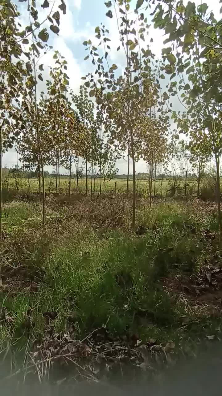 زمین|فروش زمین و ملک کلنگی|رشت, حومه رشت|دیوار