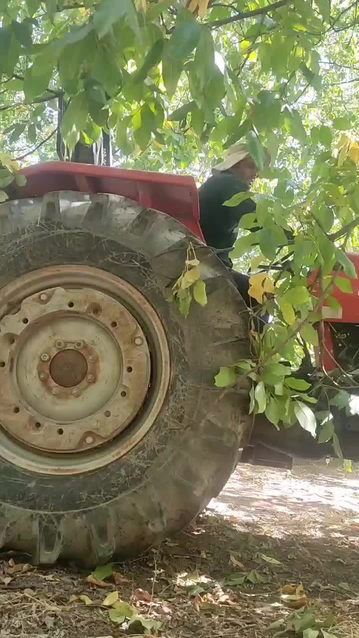 گردو تکان با دستگاه|خدمات باغبانی و درختکاری|الشتر, |دیوار