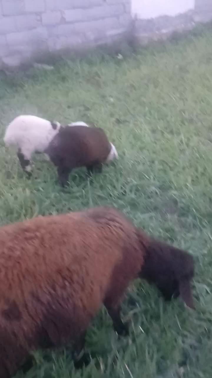 ۲راس بره نر و ماده|حیوانات مزرعه|گرگان, |دیوار