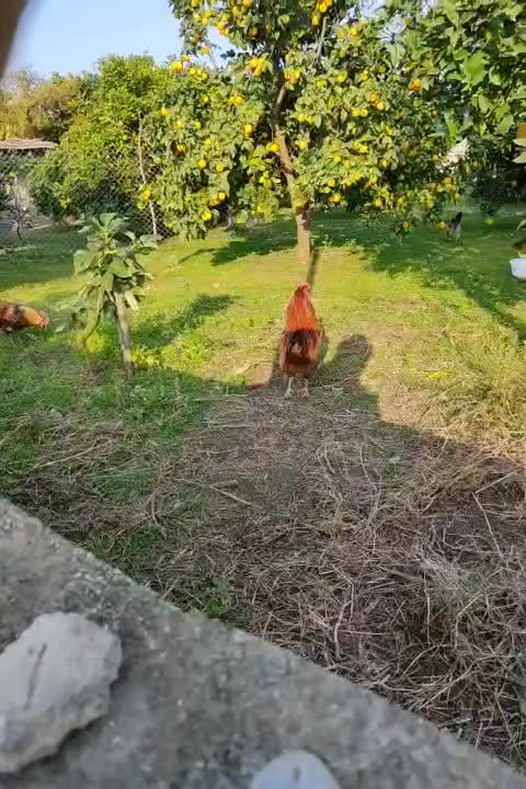 خروس چهل تاج زیبا|حیوانات مزرعه|نوشهر, |دیوار