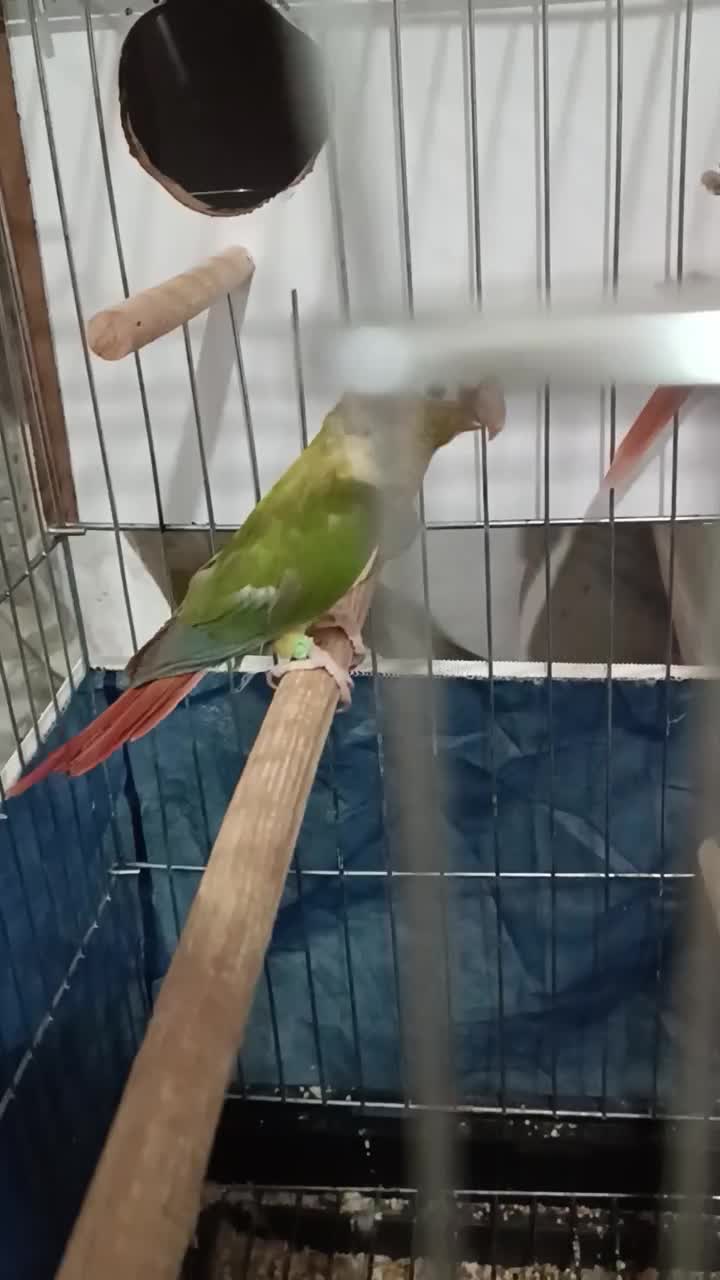 جفت گرینچیک|پرنده|بانه, |دیوار