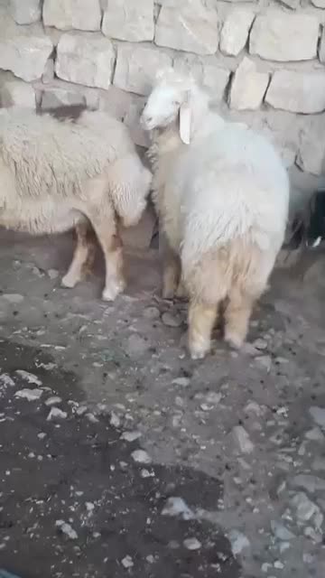 بره قصابی|حیوانات مزرعه|گیلان غرب, |دیوار