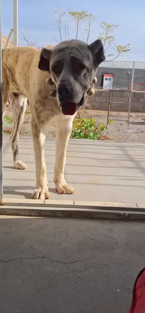 توله نر 10ماهه|سگ|خلیل آباد, |دیوار