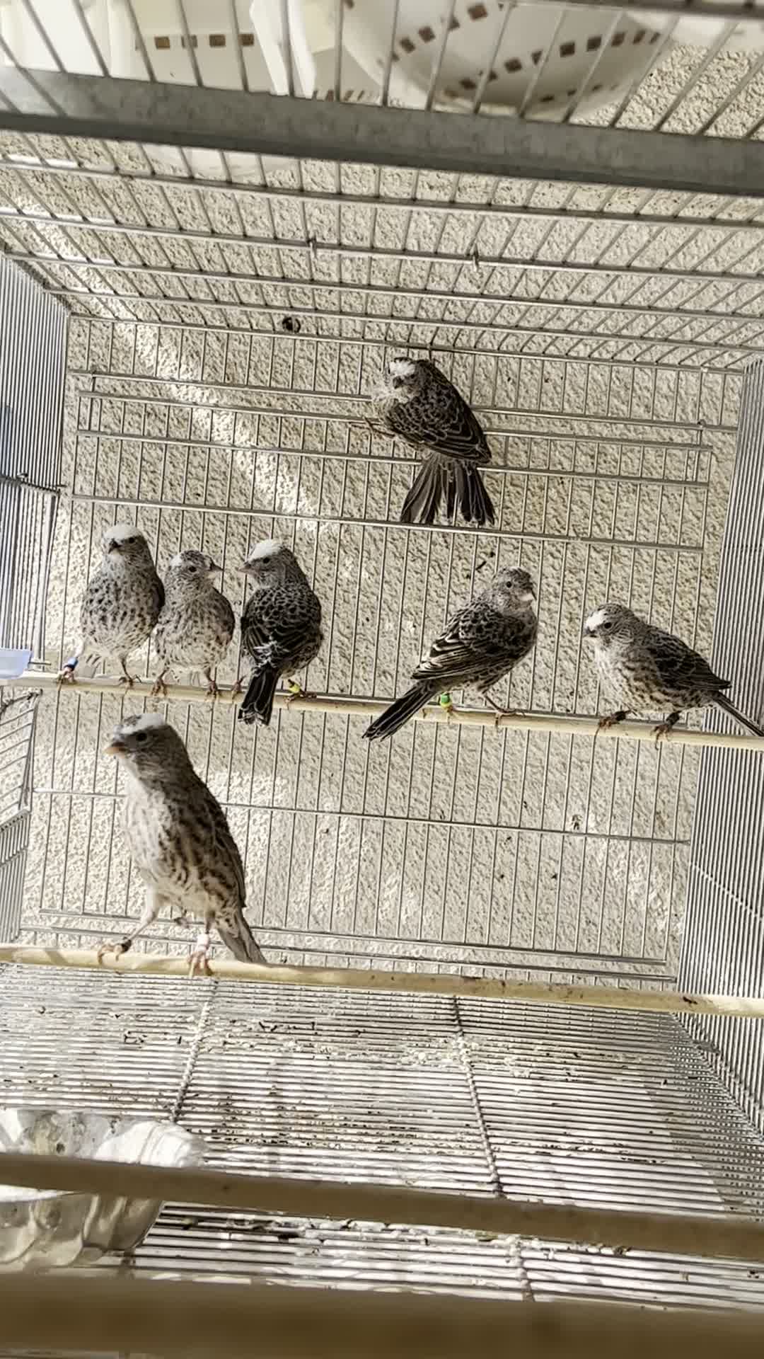 قناری لیزارد نقره ای فقط ماده دارم نر ندارم|پرنده|تهران, توحید|دیوار