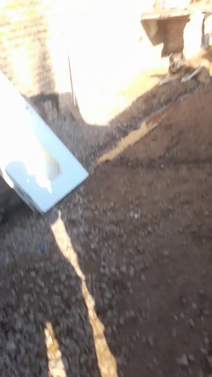 سه عدد سگ جوان گله ای|سگ|بوئین زهرا, |دیوار