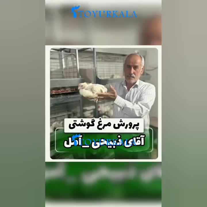 راندمان*پرورش اکبرجوجه ای با قفس|لوازم جانبی حیوانات|قائم‌شهر, |دیوار