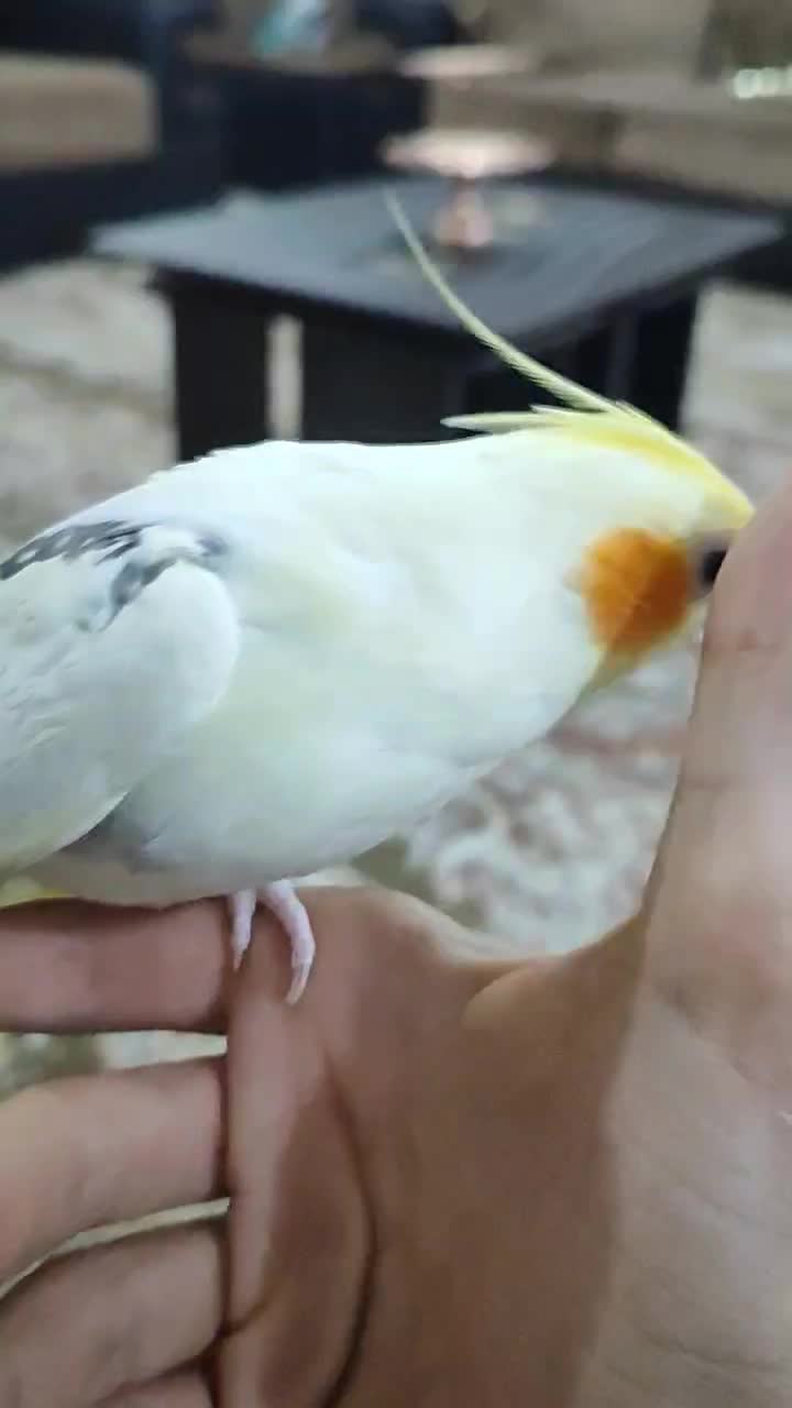 عروس هلندی دستی|پرنده|شبانکاره, |دیوار