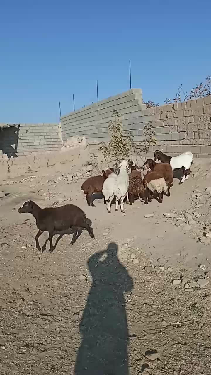 بره|حیوانات مزرعه|مه ولات, |دیوار