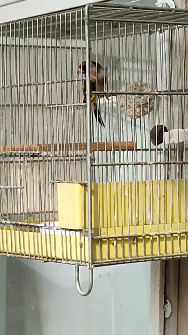 سره|پرنده|اصفهان, کلمان|دیوار