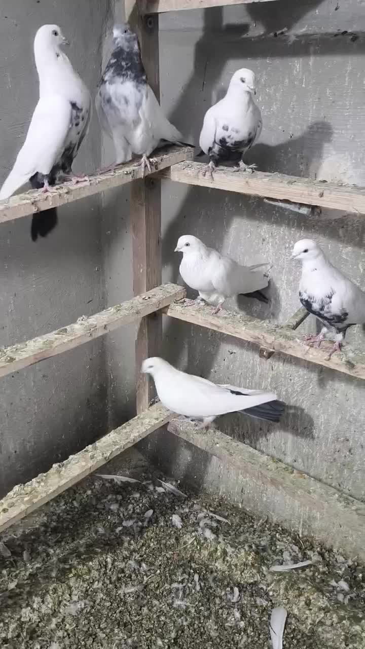 کبوتر|پرنده|الیگودرز, |دیوار