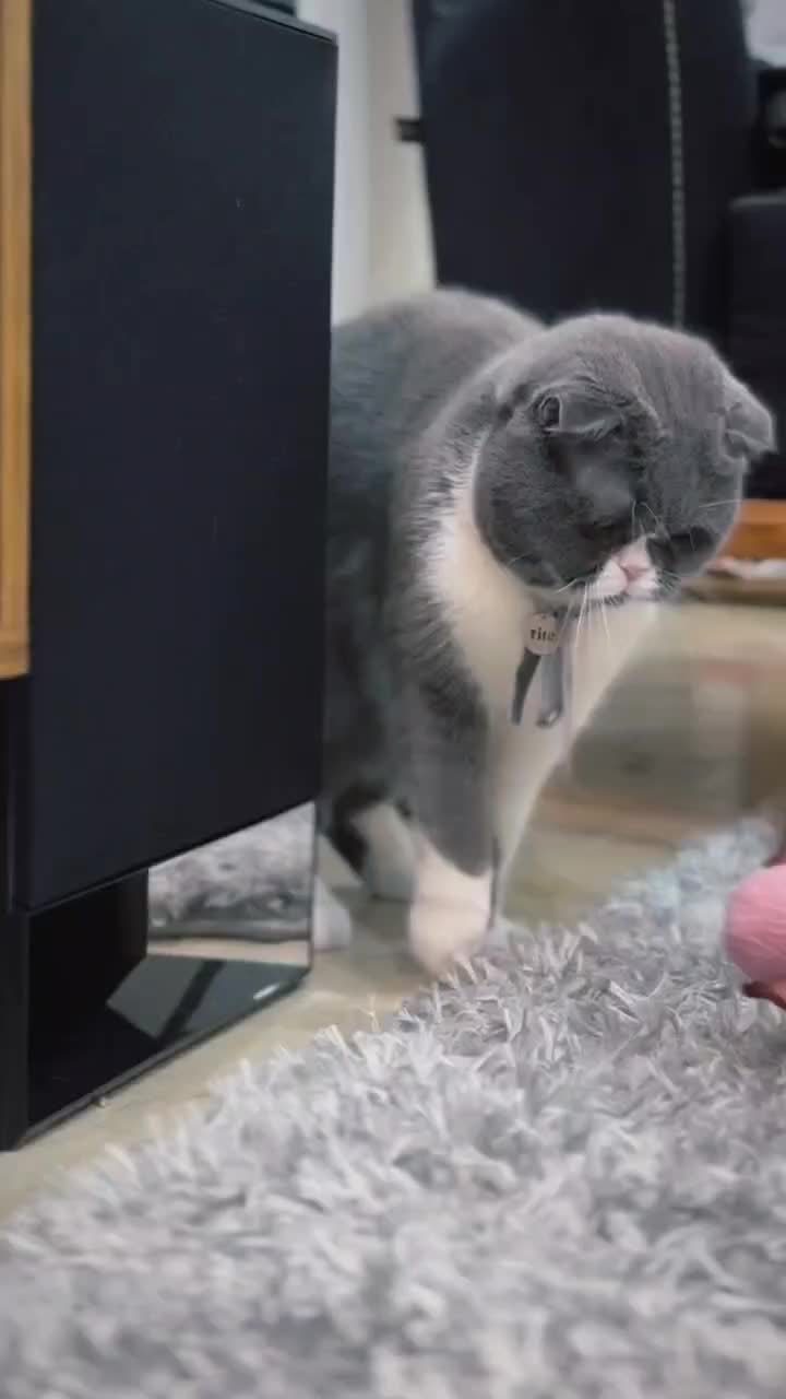 واگذاری گربه اسکاتیش بلو فولد نر عقیم نشده|گربه|کرج, شهرک بنفشه|دیوار