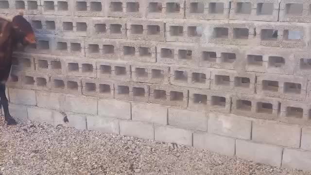 کهره نر گله|حیوانات مزرعه|رویدر, |دیوار