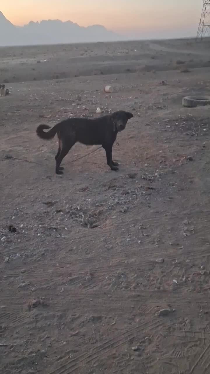 سگ گله|سگ|تیران, |دیوار