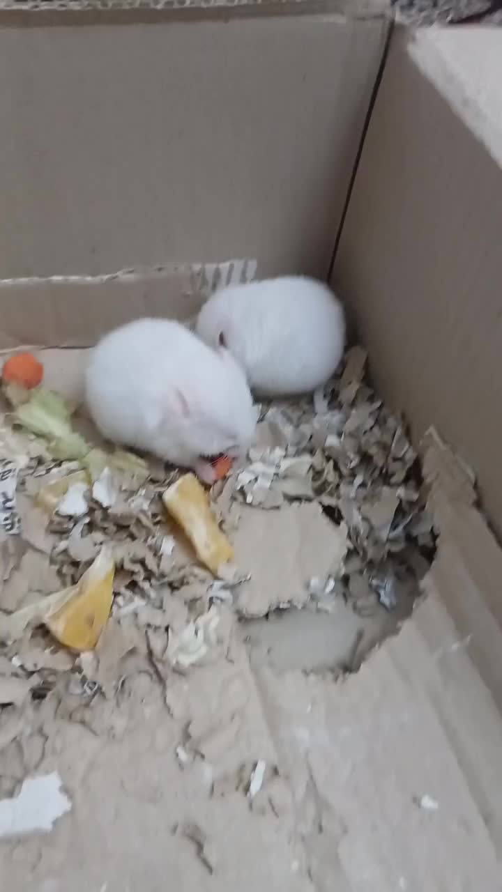 همستر|موش و خرگوش|مشکیندشت, |دیوار