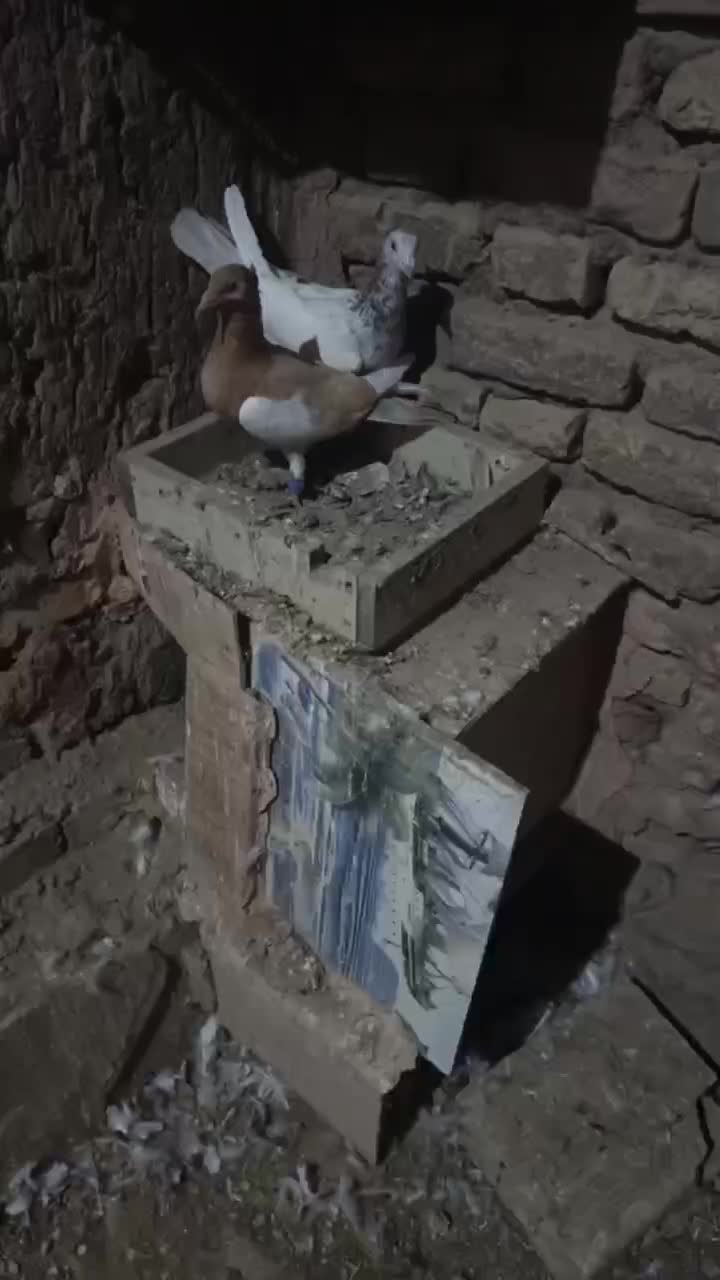 کبوتر نقاب|پرنده|جوین, |دیوار