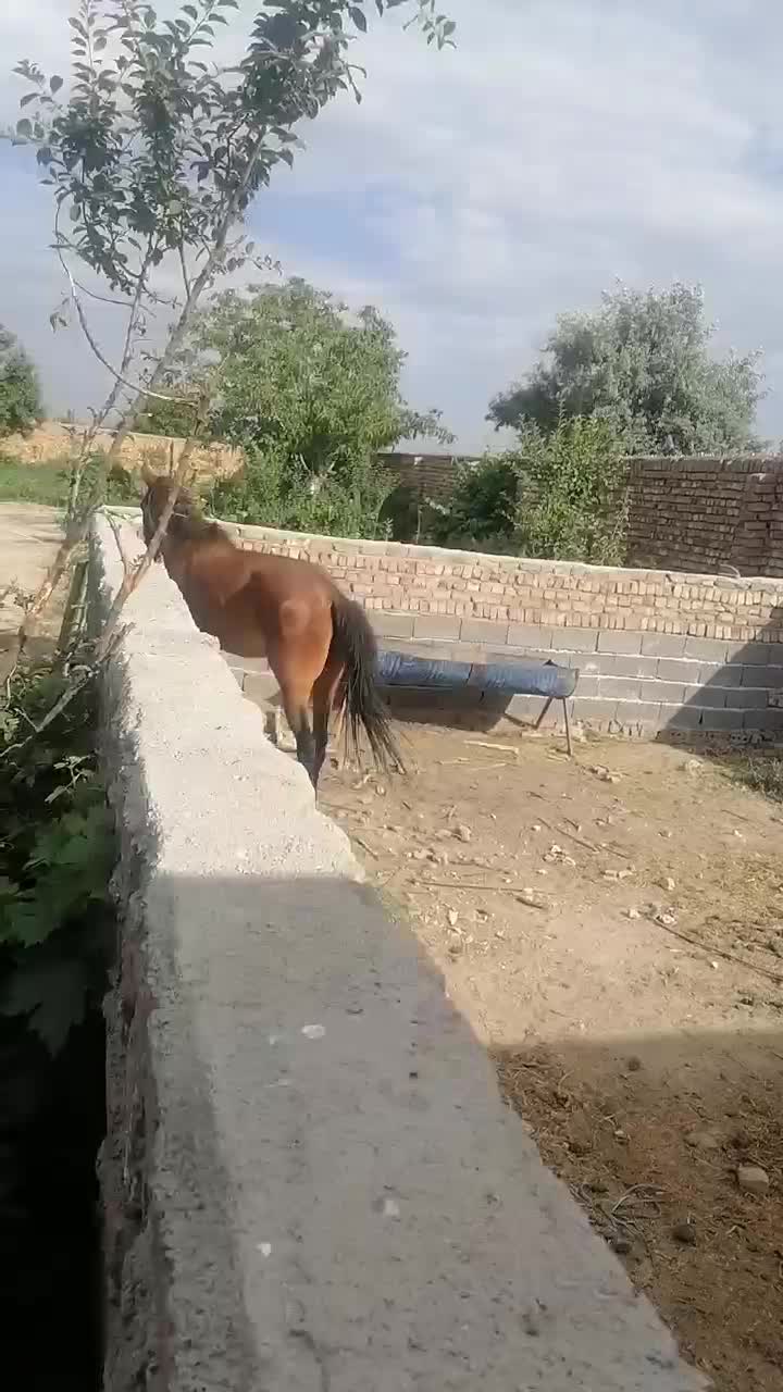 اسب یورقه آبستن|اسب و تجهیزات اسب‌سواری|نیشابور, رحمت آباد|دیوار