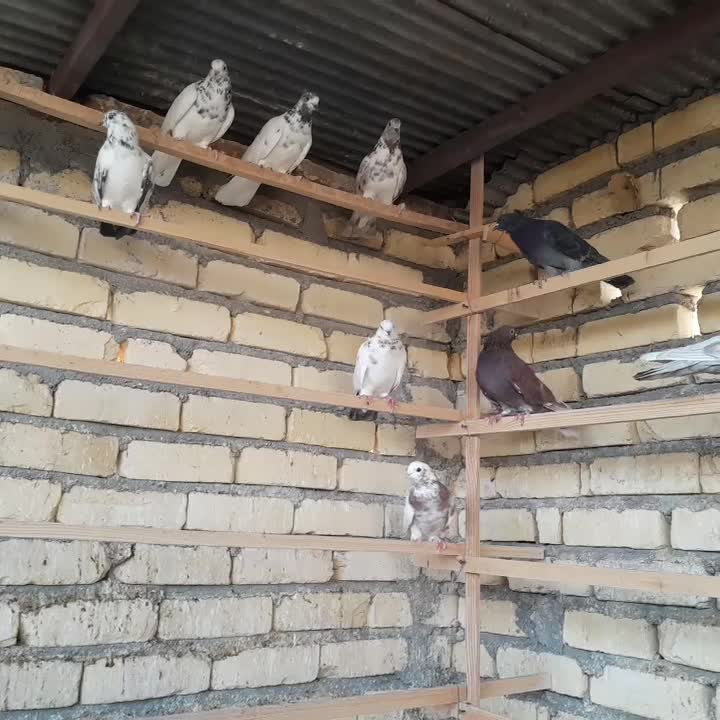 کفتر|پرنده|آران و بیدگل, |دیوار