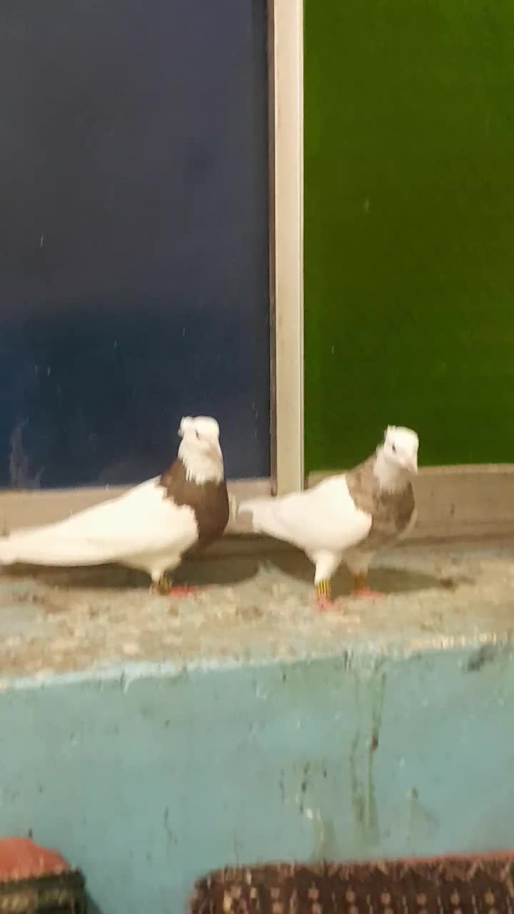 ستا طوقی خوب|پرنده|برازجان, |دیوار