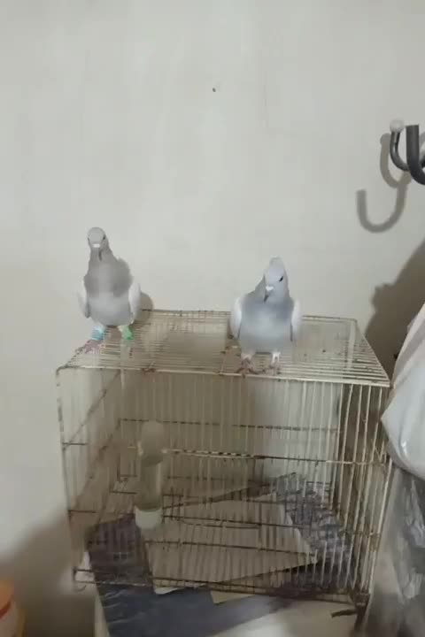 دوعدد دم سفید ماده|پرنده|قوچان, |دیوار