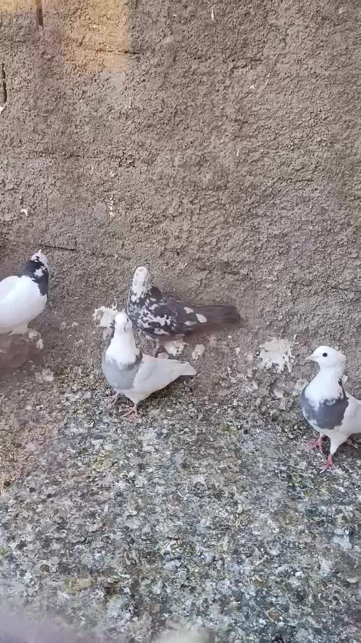 کفترپرشی|پرنده|شریفآباد, |دیوار