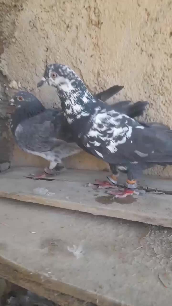 یک جفت سوسکی|پرنده|شیروان (خراسان), |دیوار