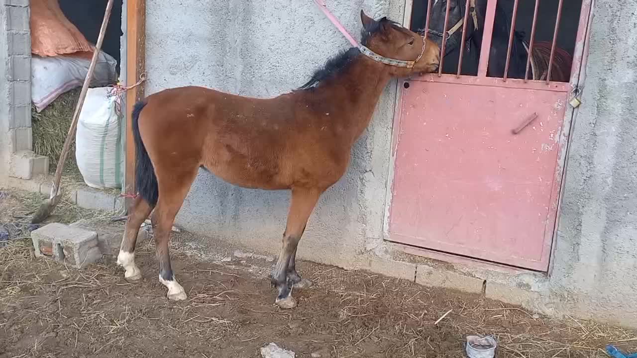 اسب نر|اسب و تجهیزات اسبسواری|ملایر, |دیوار