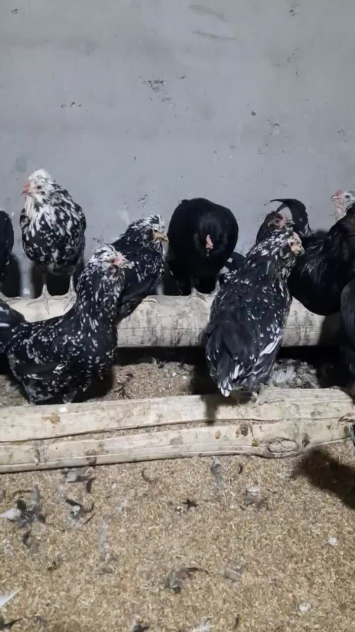 گلین جوجه و مولد|حیوانات مزرعه|سیرجان, |دیوار